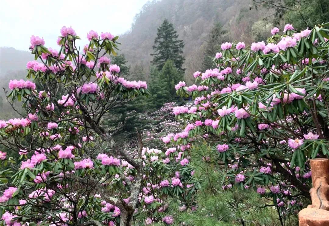 今期生肖有把戏，西施欲寻商山皓打一个准确生肖的全面释义、解释与落实、构建解答解释落实